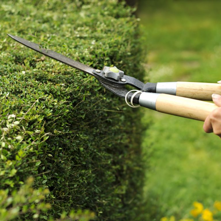 Person trimming a neatly shaped hedge with garden shears.