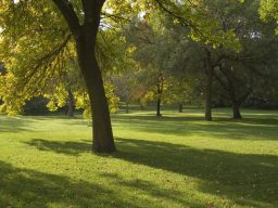 Lush green park with trees casting shadows on the grass.