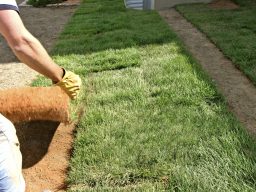 A person laying down rolls of fresh sod on a grassy area.