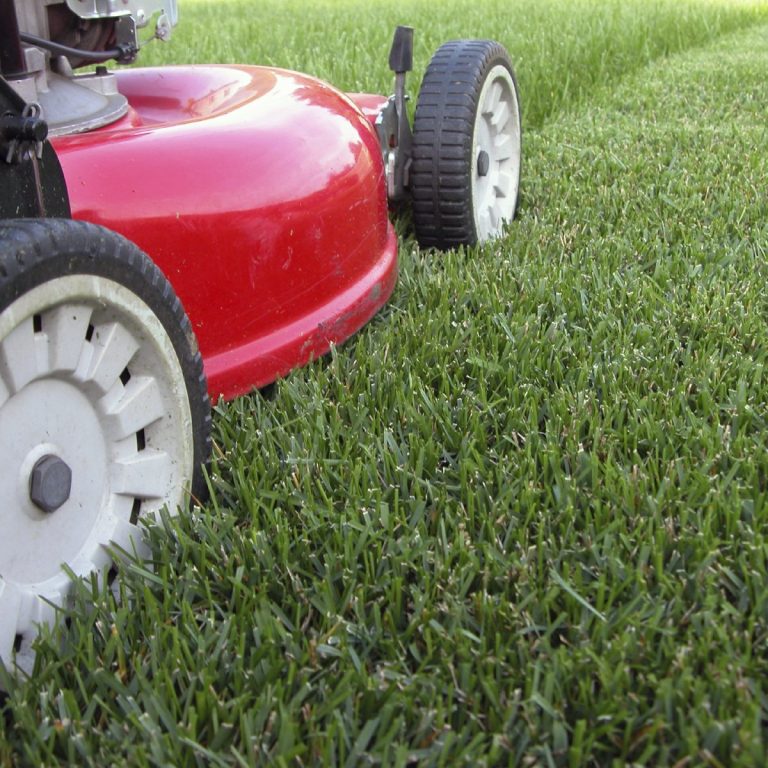 Red lawn mower on green grass.